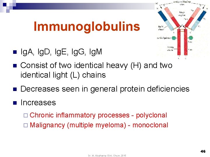 Immunoglobulins n Ig. A, Ig. D, Ig. E, Ig. G, Ig. M n Consist