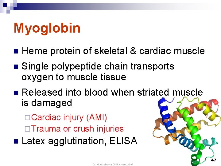 Myoglobin n Heme protein of skeletal & cardiac muscle n Single polypeptide chain transports