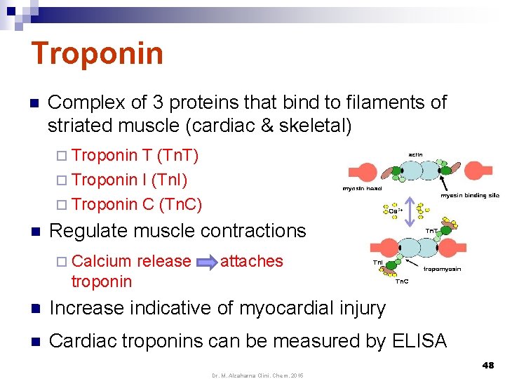 Troponin n Complex of 3 proteins that bind to filaments of striated muscle (cardiac