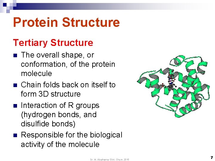 Protein Structure Tertiary Structure n n The overall shape, or conformation, of the protein