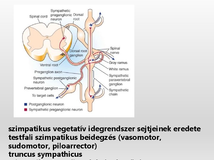 szimpatikus vegetatív idegrendszer sejtjeinek eredete testfali szimpatikus beidegzés (vasomotor, sudomotor, piloarrector) truncus sympathicus 