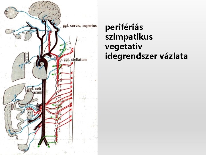 perifériás szimpatikus vegetatív idegrendszer vázlata 