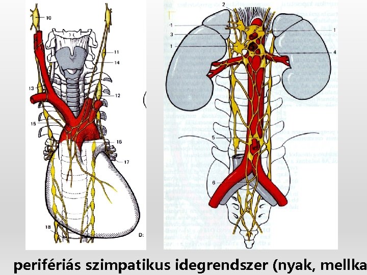 perifériás szimpatikus idegrendszer (nyak, mellka 