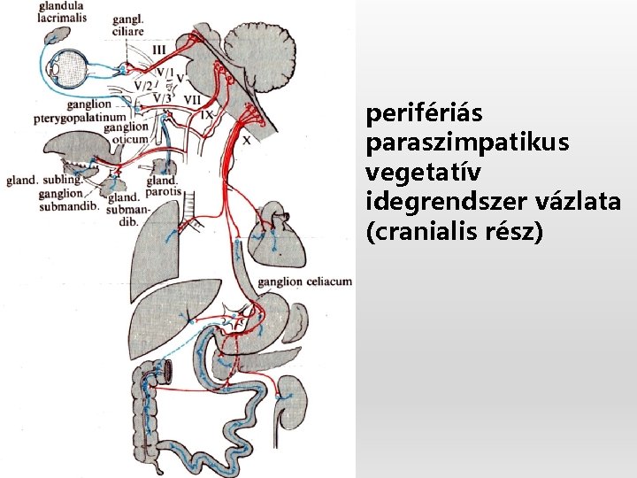 perifériás paraszimpatikus vegetatív idegrendszer vázlata (cranialis rész) 