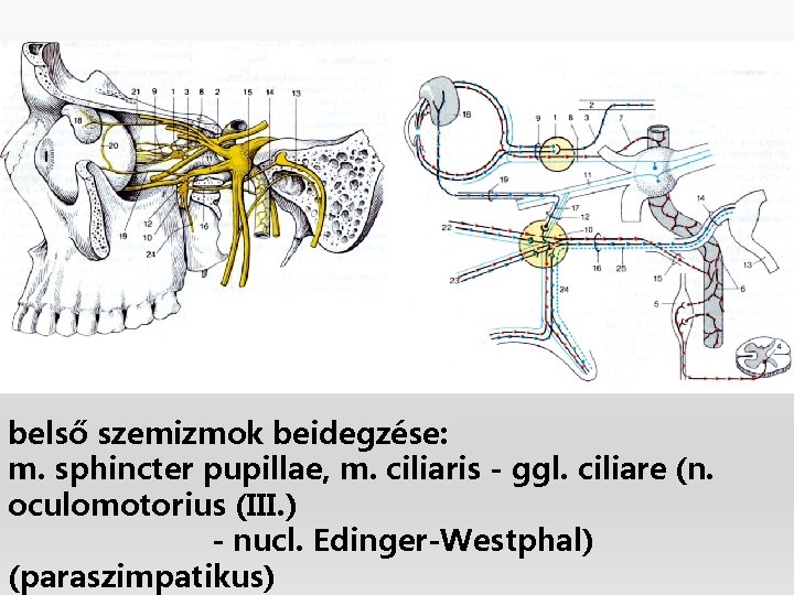 belső szemizmok beidegzése: m. sphincter pupillae, m. ciliaris - ggl. ciliare (n. oculomotorius (III.