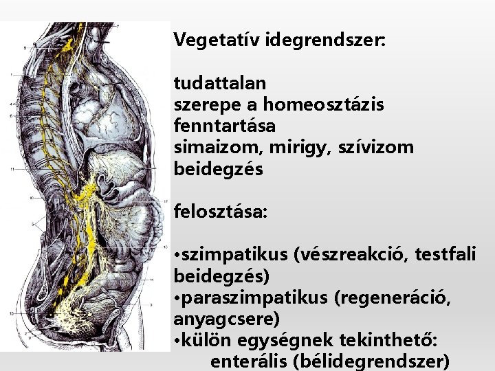 Vegetatív idegrendszer: tudattalan szerepe a homeosztázis fenntartása simaizom, mirigy, szívizom beidegzés felosztása: • szimpatikus