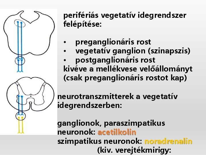 perifériás vegetatív idegrendszer felépítése: • preganglionáris rost • vegetatív ganglion (szinapszis) • postganglionáris rost