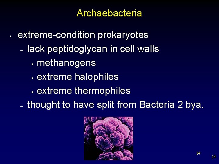 Archaebacteria • extreme-condition prokaryotes – lack peptidoglycan in cell walls § methanogens § extreme