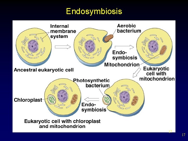 Endosymbiosis 17 17 