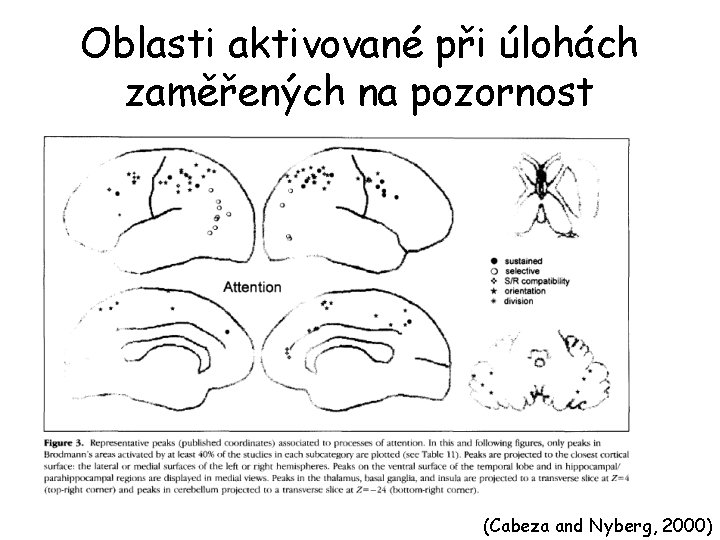 Oblasti aktivované při úlohách zaměřených na pozornost (Cabeza and Nyberg, 2000) 