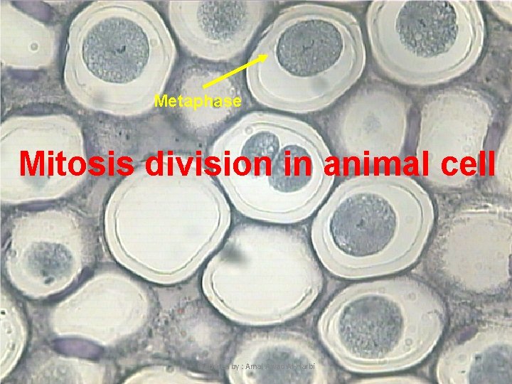 Metaphase Mitosis division in animal cell 11 Prepared by : Amal Awad Al-Harbi 