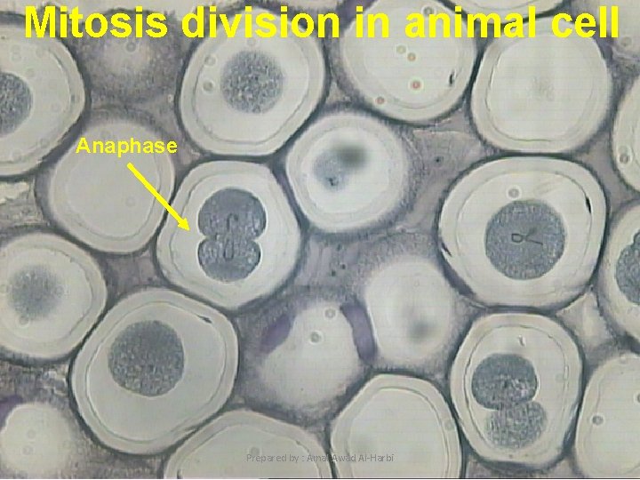 Mitosis division in animal cell Anaphase 12 Prepared by : Amal Awad Al-Harbi 