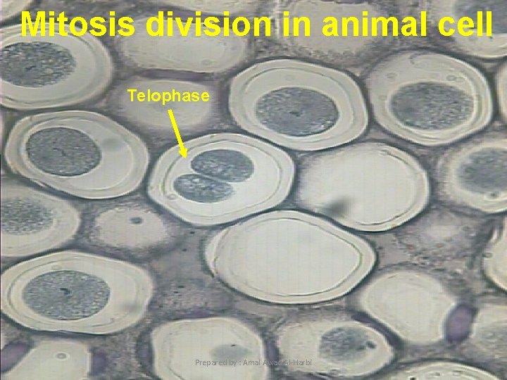 Mitosis division in animal cell Telophase 13 Prepared by : Amal Awad Al-Harbi 