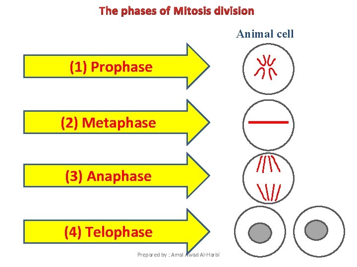 The phases of Mitosis division Animal cell (1) Prophase (2) Metaphase (3) Anaphase (4)