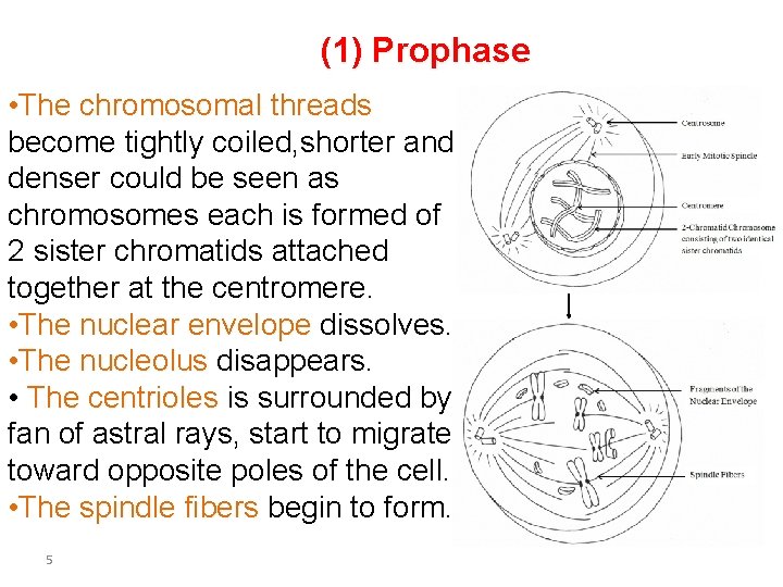 (1) Prophase • The chromosomal threads become tightly coiled, shorter and denser could be