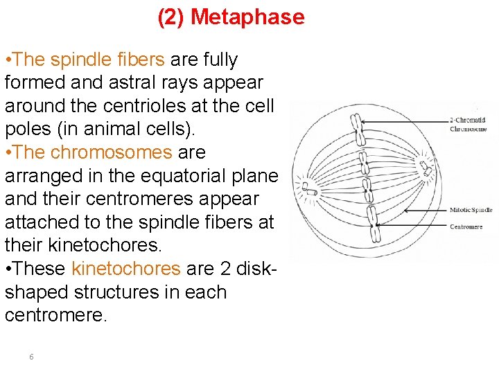 (2) Metaphase • The spindle fibers are fully formed and astral rays appear around