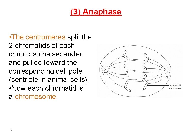 (3) Anaphase • The centromeres split the 2 chromatids of each chromosome separated and