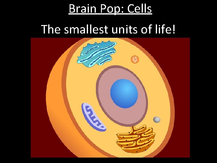 Brain Pop: Cells The smallest units of life! 