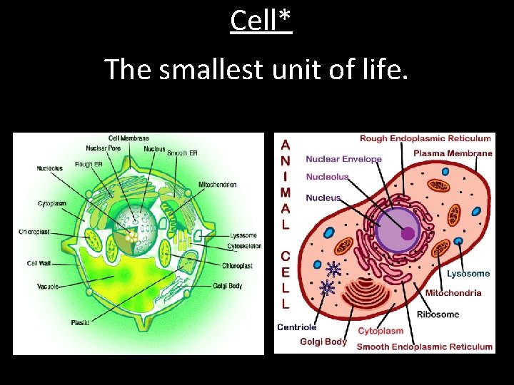 Cell* The smallest unit of life. 