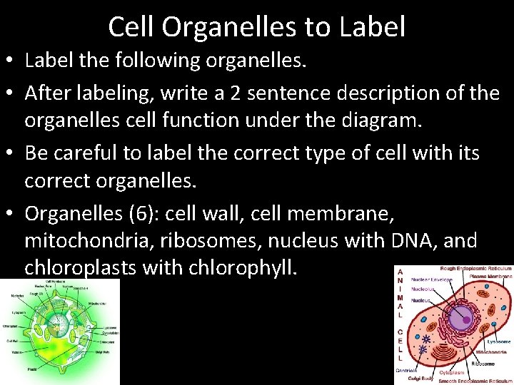 Cell Organelles to Label • Label the following organelles. • After labeling, write a