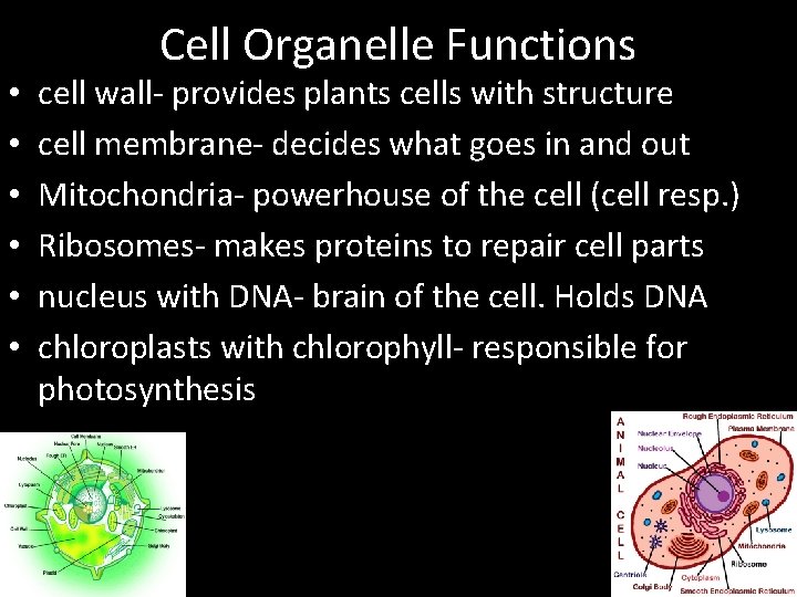  • • • Cell Organelle Functions cell wall- provides plants cells with structure