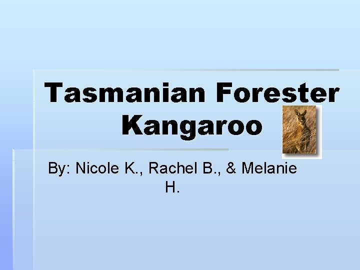 Tasmanian Forester Kangaroo By: Nicole K. , Rachel B. , & Melanie H. 