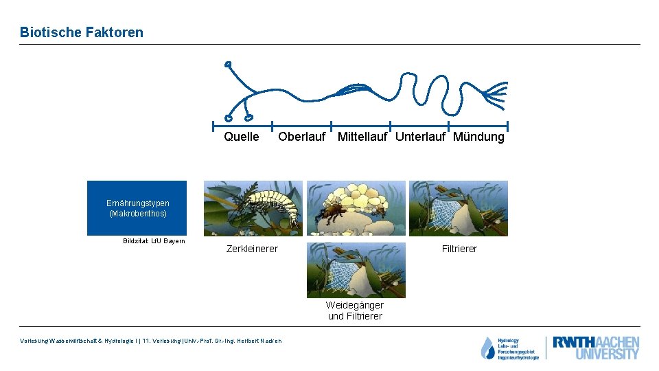 Biotische Faktoren Quelle Oberlauf Mittellauf Unterlauf Mündung Ernährungstypen (Makrobenthos) Bildzitat: Lf. U Bayern Zerkleinerer