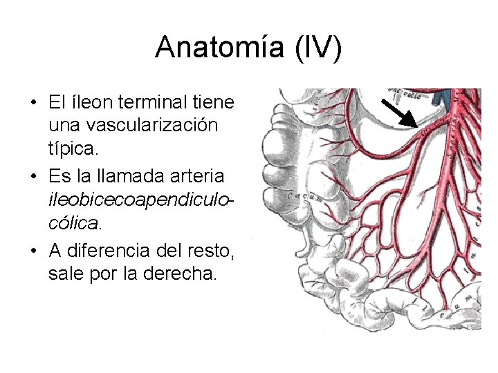 Anatomía (IV) • El íleon terminal tiene una vascularización típica. • Es la llamada