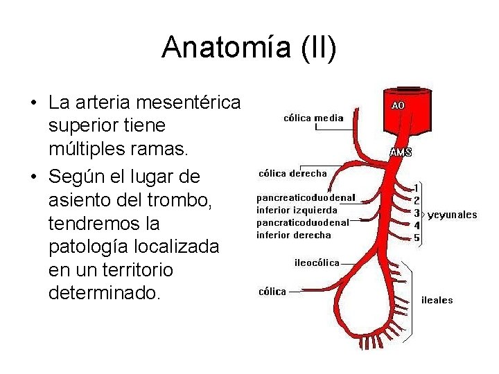 Anatomía (II) • La arteria mesentérica superior tiene múltiples ramas. • Según el lugar