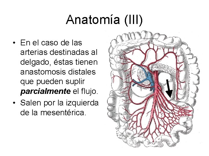 Anatomía (III) • En el caso de las arterias destinadas al delgado, éstas tienen