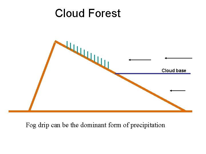 Cloud Forest Cloud base Fog drip can be the dominant form of precipitation 