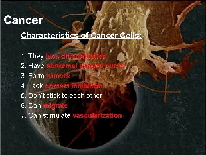 Cancer Characteristics of Cancer Cells: 1. They lack differentiation 2. Have abnormal shaped nuclei