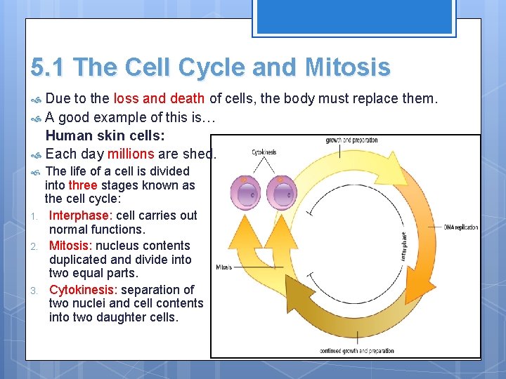 5. 1 The Cell Cycle and Mitosis Due to the loss and death of
