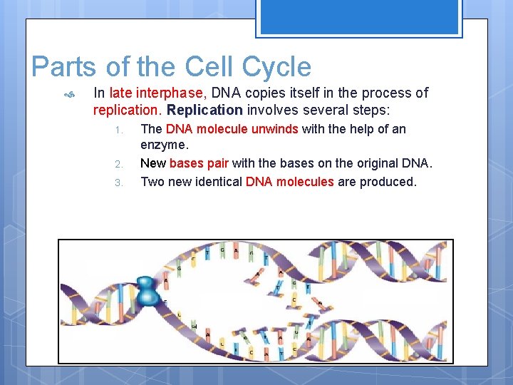 Parts of the Cell Cycle In late interphase, DNA copies itself in the process