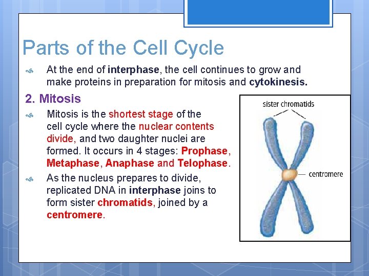 Parts of the Cell Cycle At the end of interphase, the cell continues to
