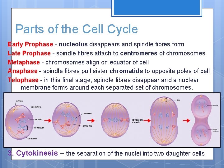 Parts of the Cell Cycle Early Prophase - nucleolus disappears and spindle fibres form