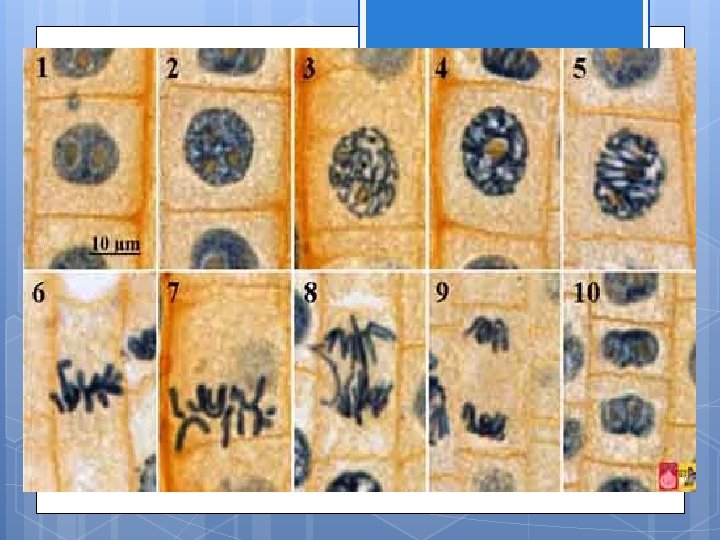 Mitosis in Onion Root Tip 