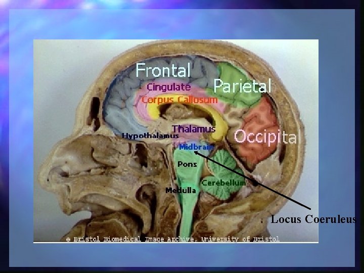 Locus Coeruleus 
