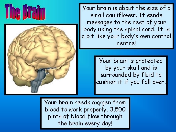 Your brain is about the size of a small cauliflower. It sends messages to