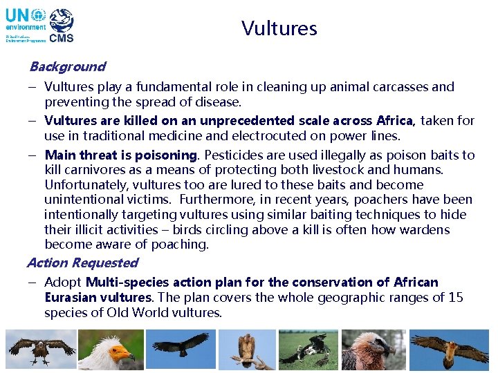Vultures Background - Vultures play a fundamental role in cleaning up animal carcasses and