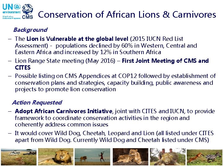 Conservation of African Lions & Carnivores Background - The Lion is Vulnerable at the