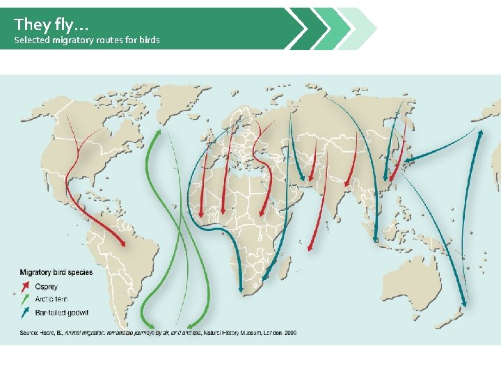 They fly… Selected migratory routes for birds 