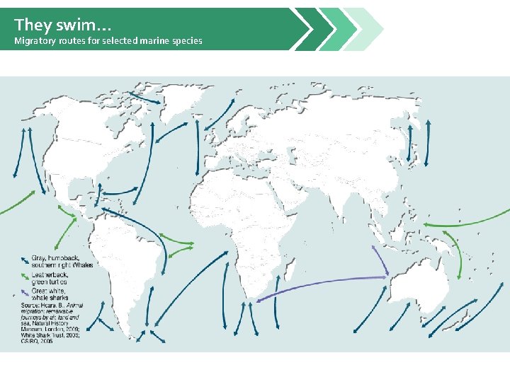 They swim… Migratory routes for selected marine species 