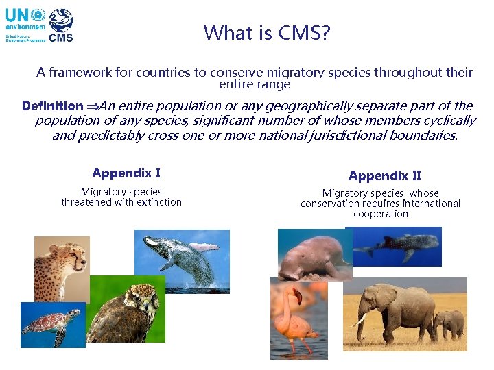 What is CMS? A framework for countries to conserve migratory species throughout their entire
