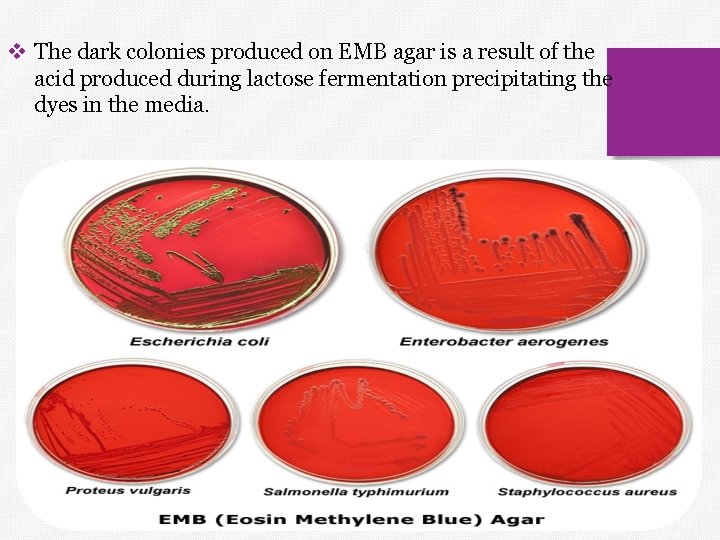 v The dark colonies produced on EMB agar is a result of the acid