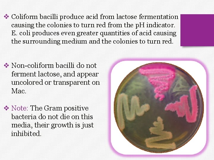 v Coliform bacilli produce acid from lactose fermentation causing the colonies to turn red
