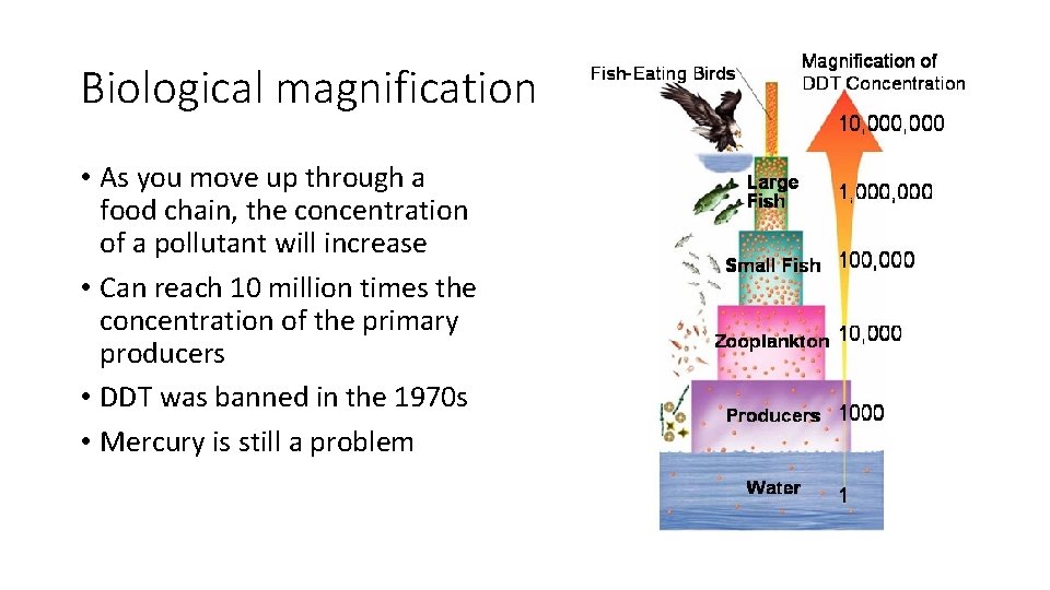 Biological magnification • As you move up through a food chain, the concentration of