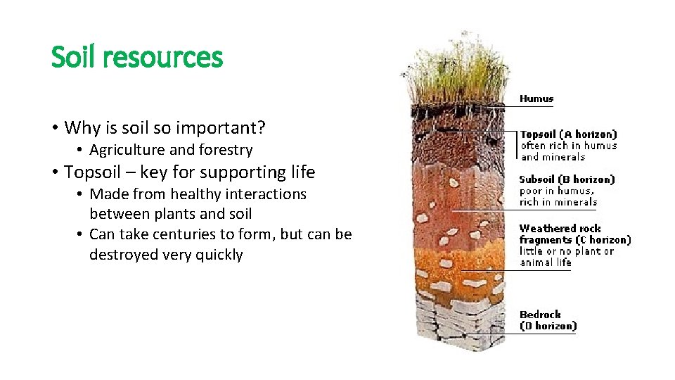 Soil resources • Why is soil so important? • Agriculture and forestry • Topsoil