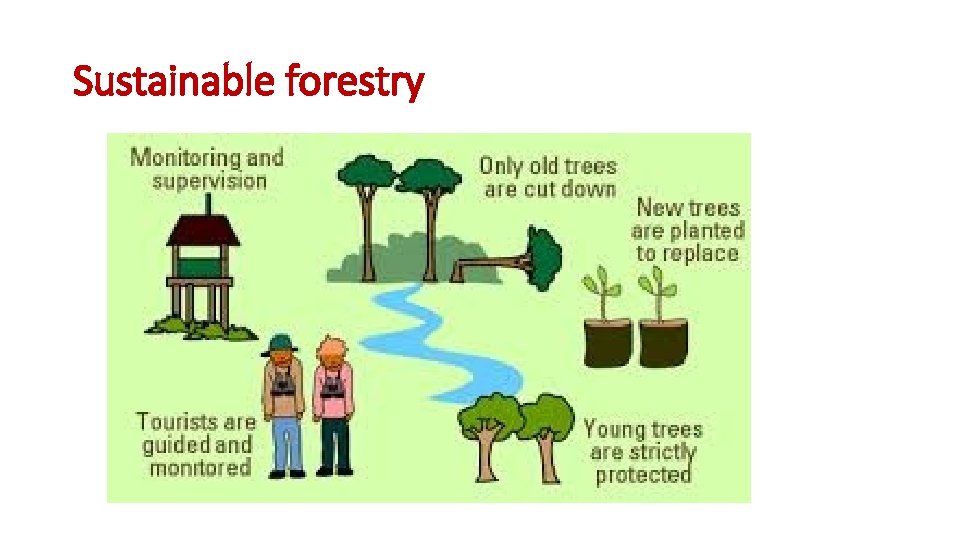 Sustainable forestry 