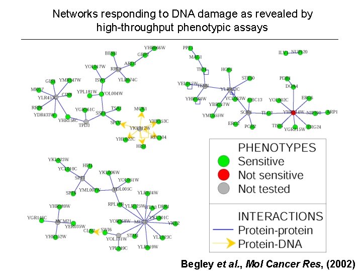 Networks responding to DNA damage as revealed by high-throughput phenotypic assays Begley et al.